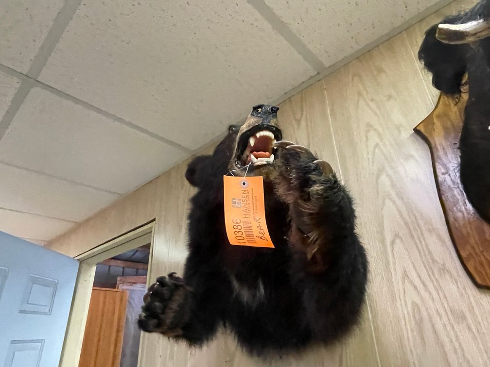 Black Bear Shoulder Mount