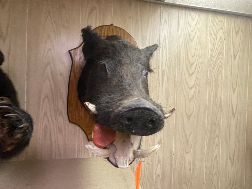 Wild Boar Mount