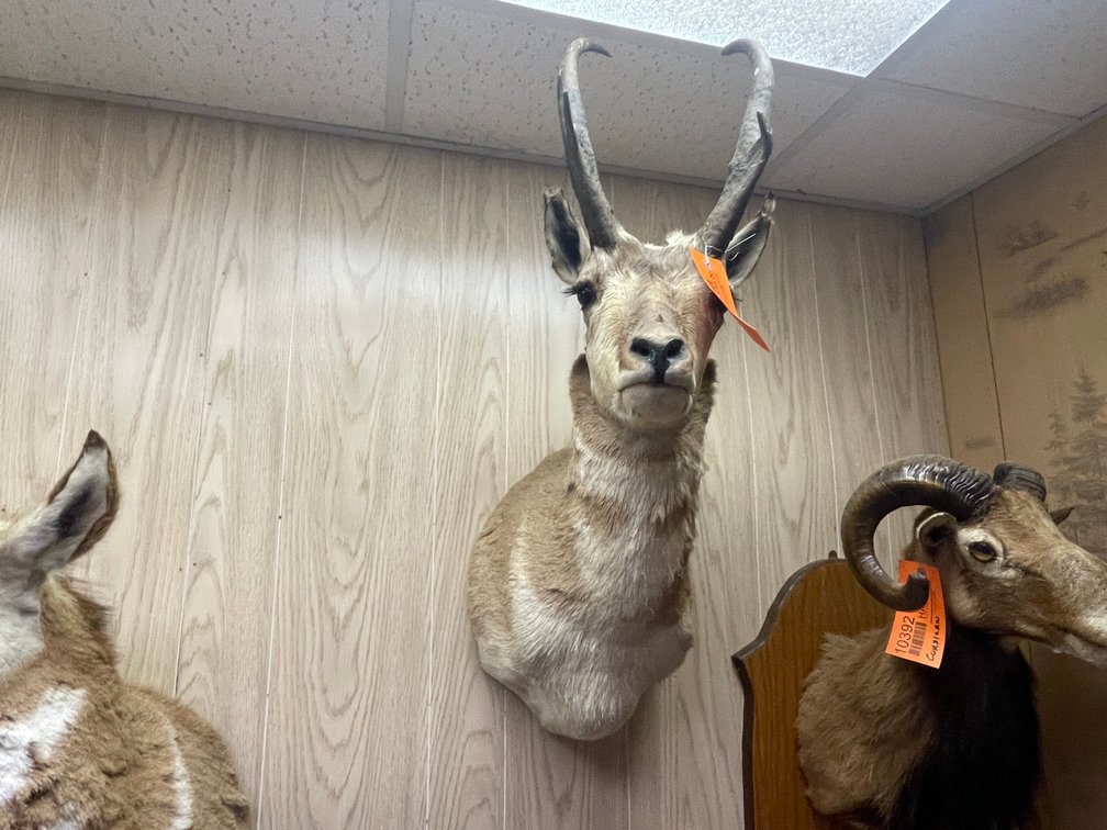 Antelope Shoulder Mount
