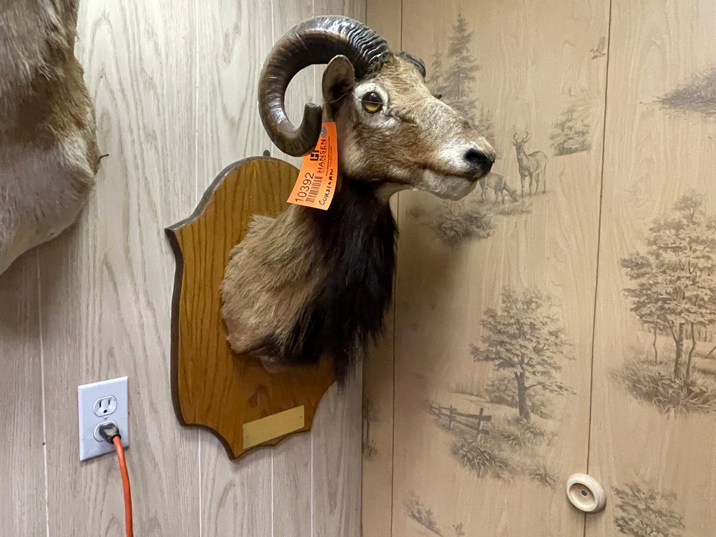 Corsican Sheep Mount