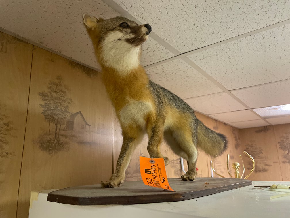 Gray Fox Full Body Mount