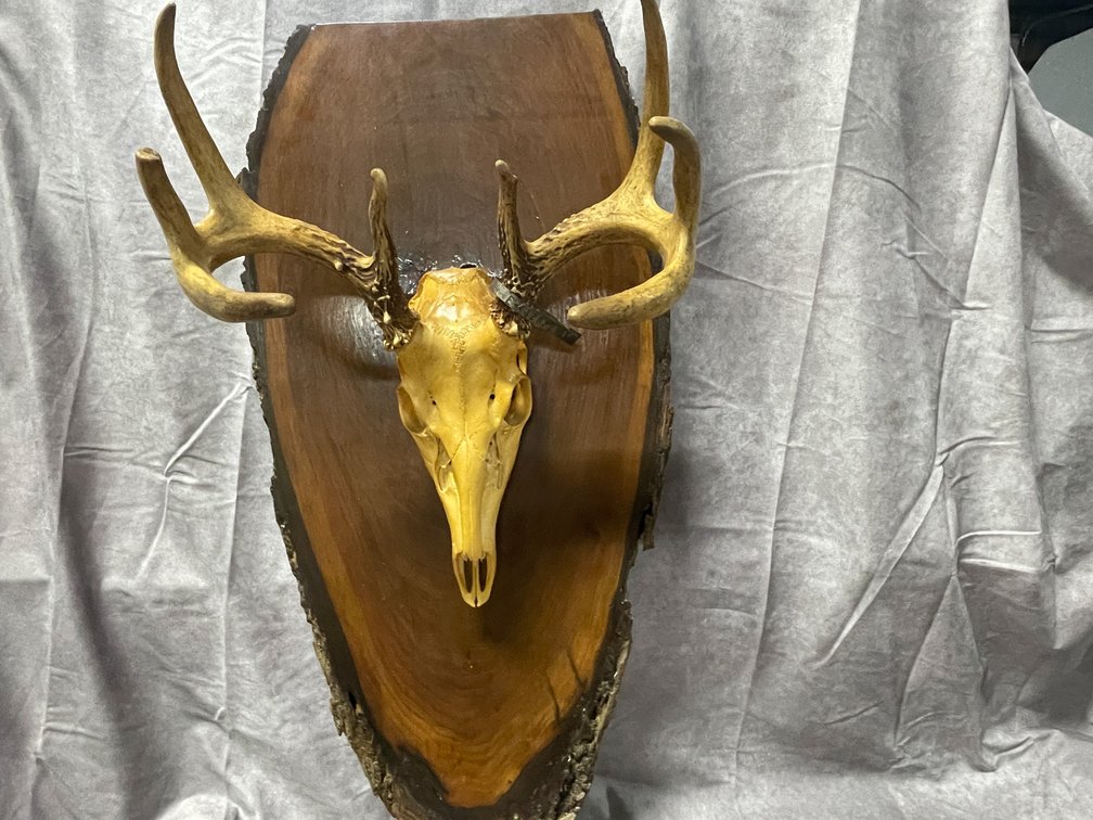 White Tail Deer Mount (Neenah,WI)