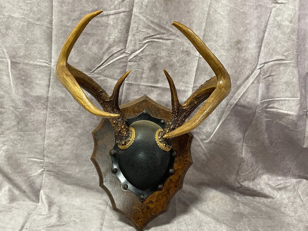 White Tail Deer Mount (Neenah,WI)
