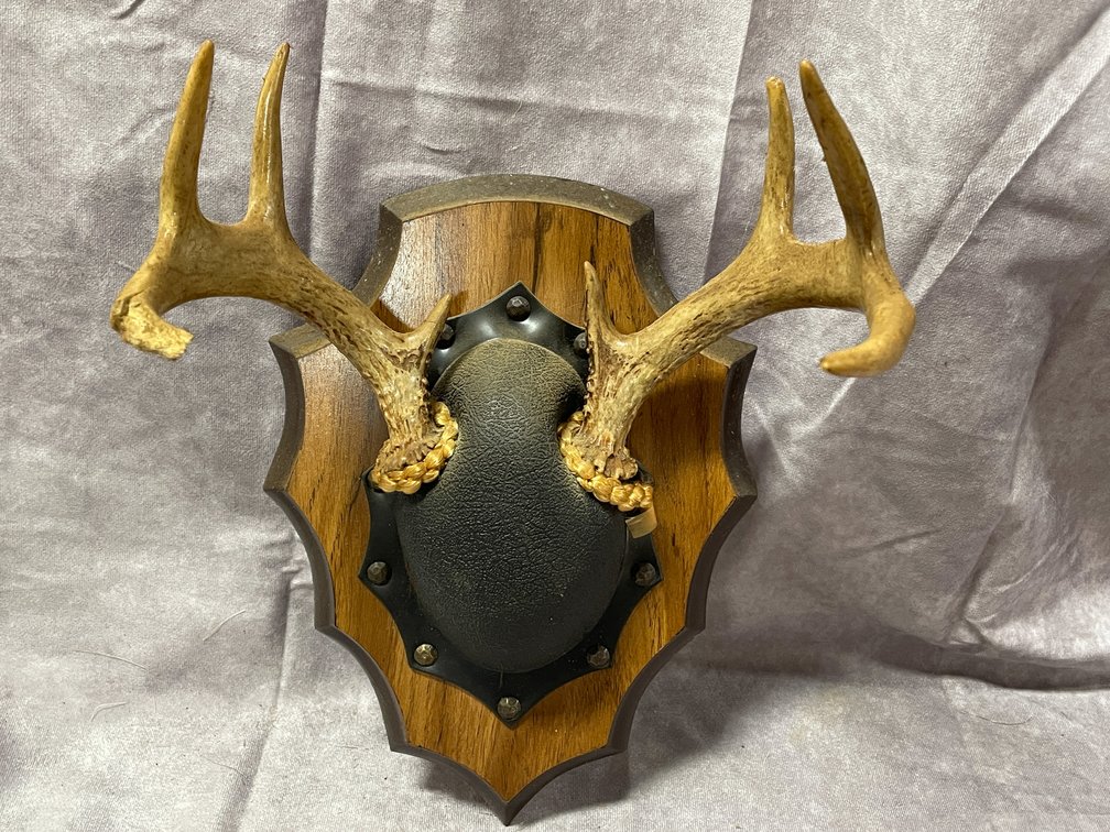 White Tail Deer Mount (Neenah,WI)