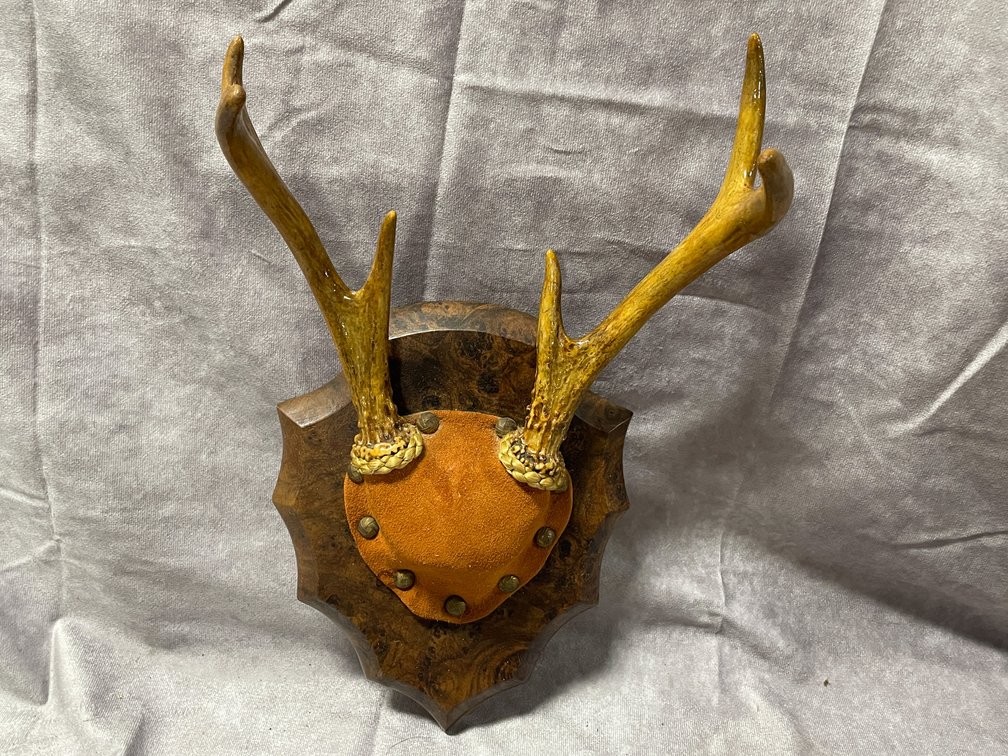 White Tail Deer Mount (Neenah,WI)