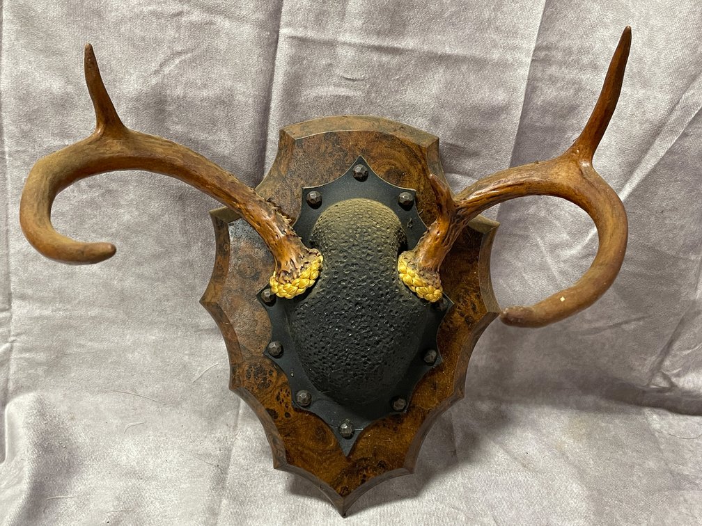 White Tail Deer Mount (Neenah,WI)