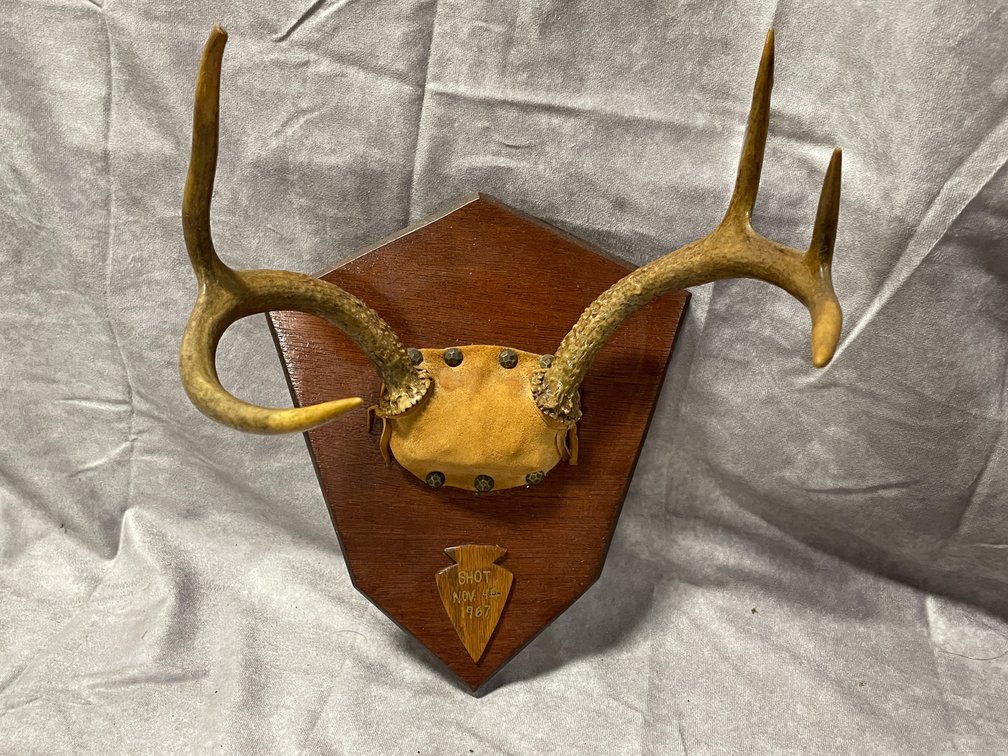 White Tail Deer Mount (Neenah,WI)