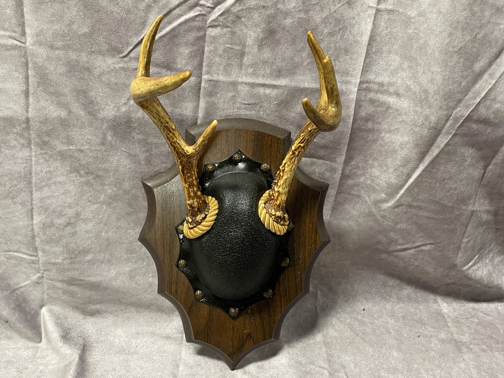 White Tail Deer Mount (Neenah,WI)