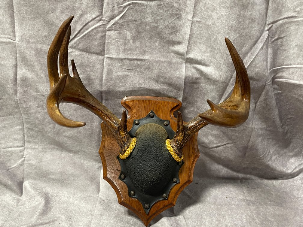 White Tail Deer Mount (Neenah,WI)