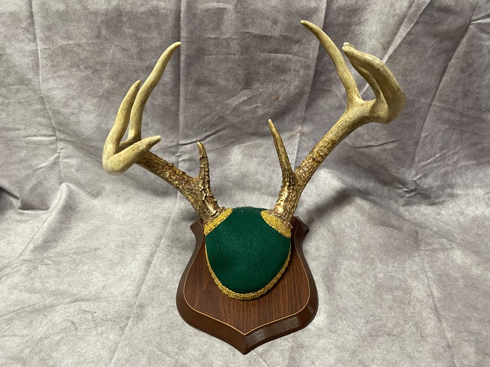 Whitetail Deer Mount (Neenah, WI)