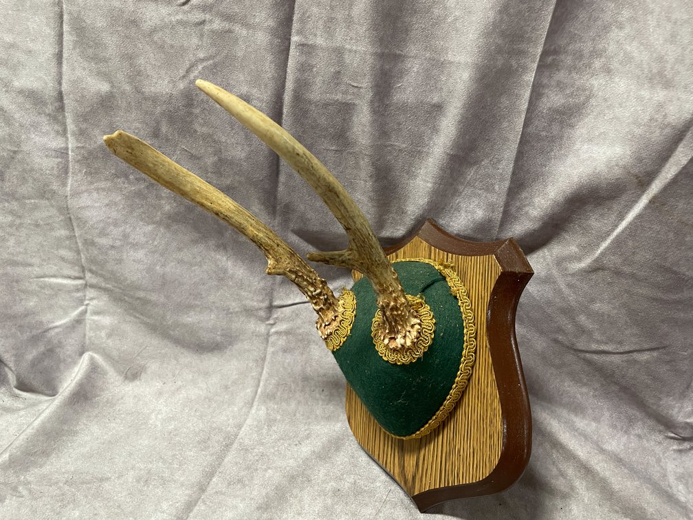 Whitetail Deer Mount (Neenah, WI)