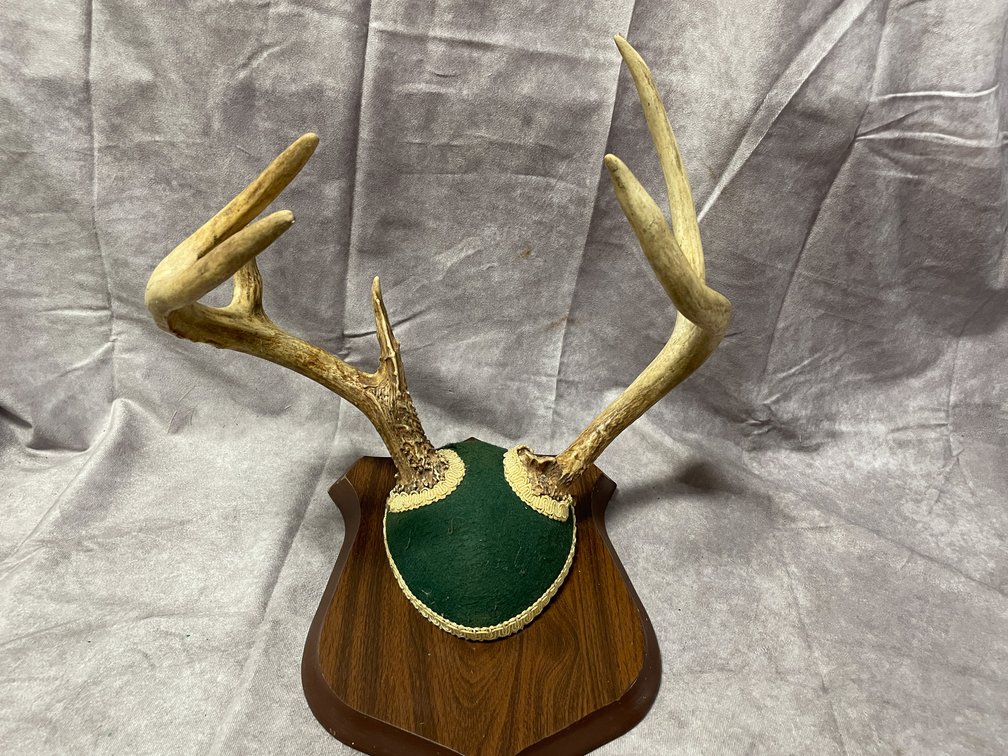 Whitetail Deer Mount (Neenah, WI)