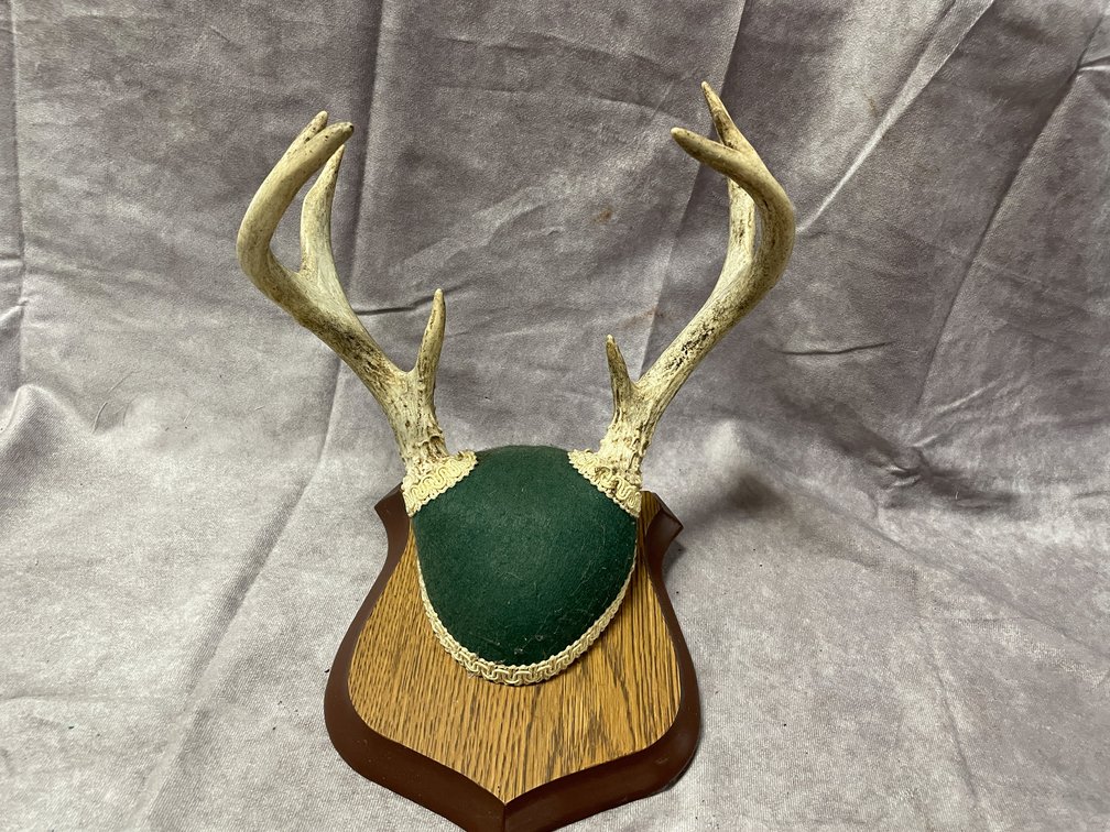 Whitetail Deer Mount (Neenah, WI)