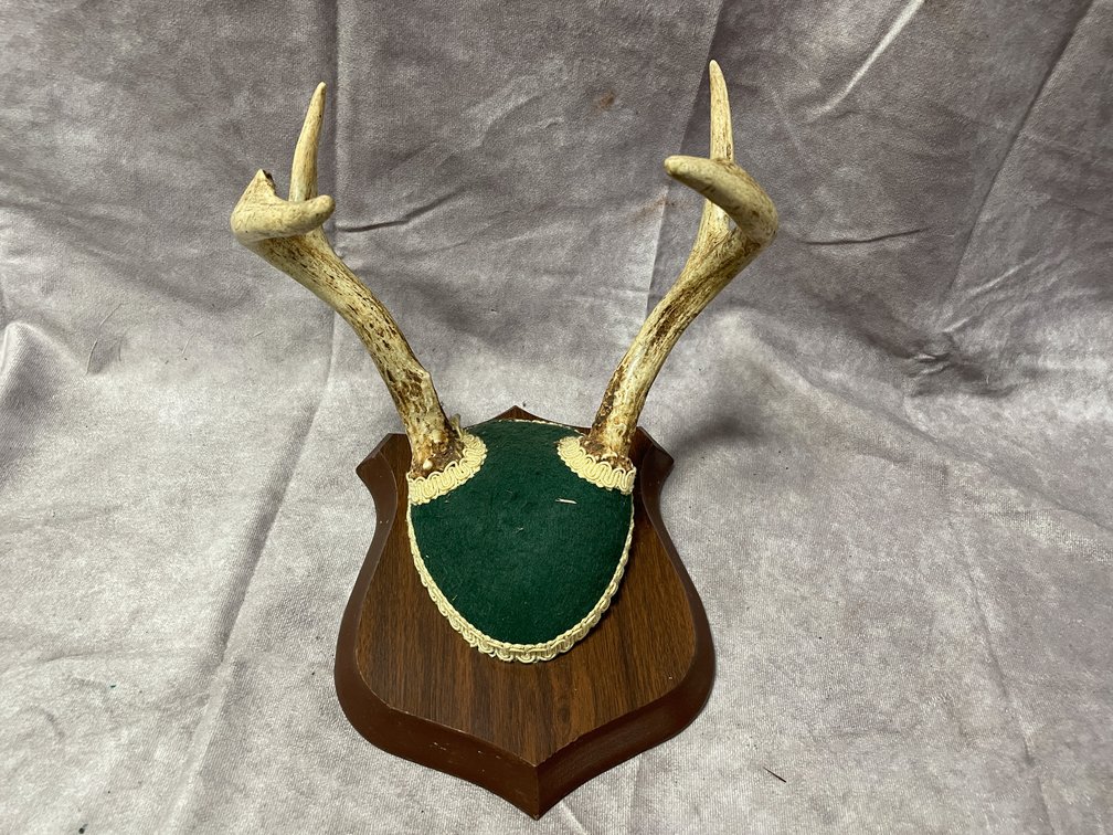 Whitetail Deer Mount (Neenah, WI)