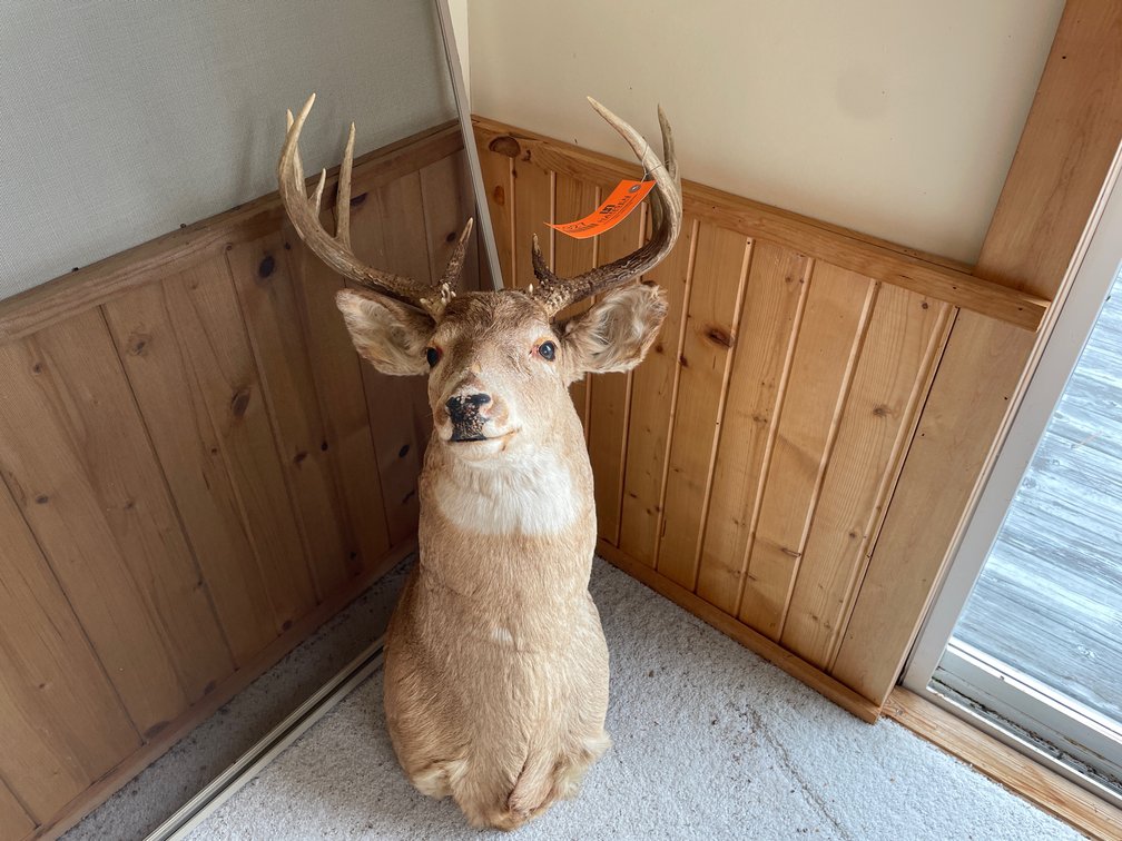 Taxidermy Deer Buck Shoulder Mount
