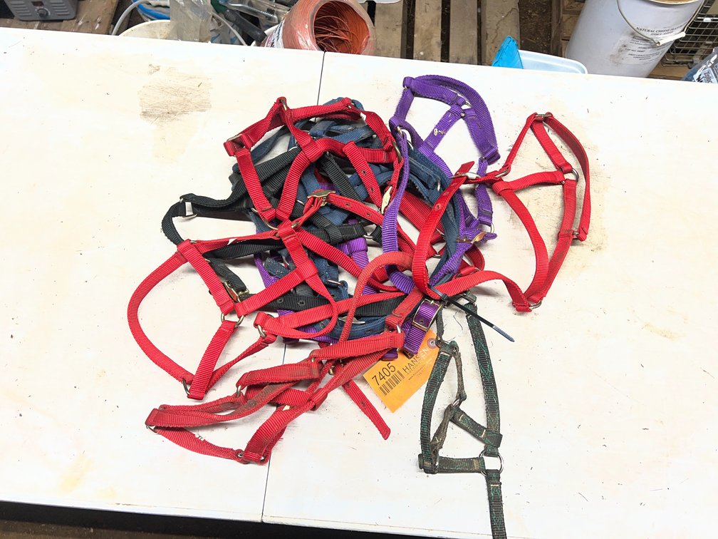 (12) Pony Sized Halters