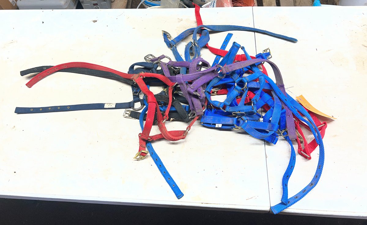 (12) Pony Halters