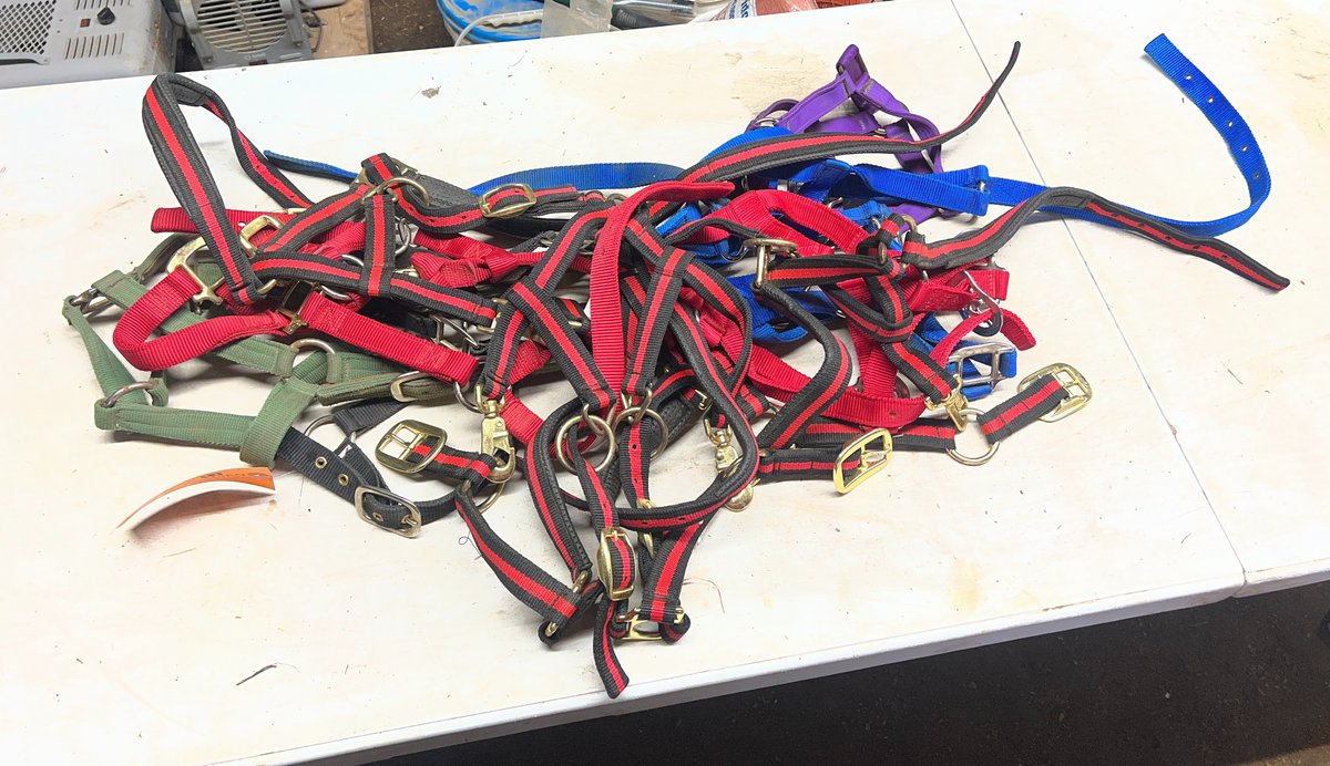 (12) Pony Sized Halters