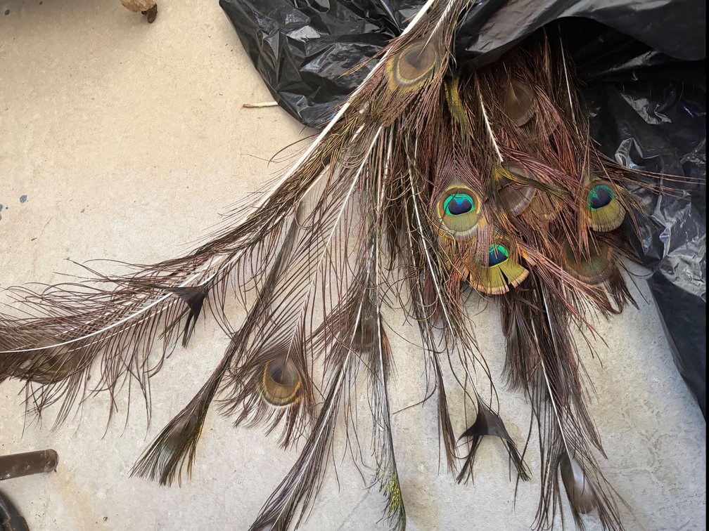 Peacock Feathers