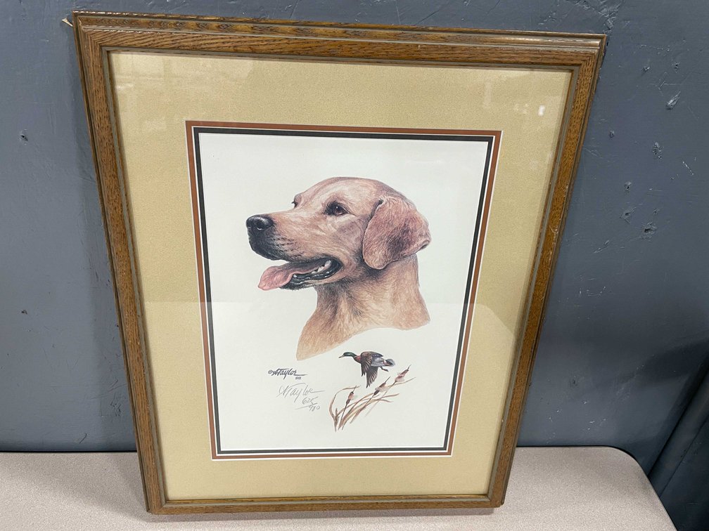A. Taylor Golden Lab Picture (T3)