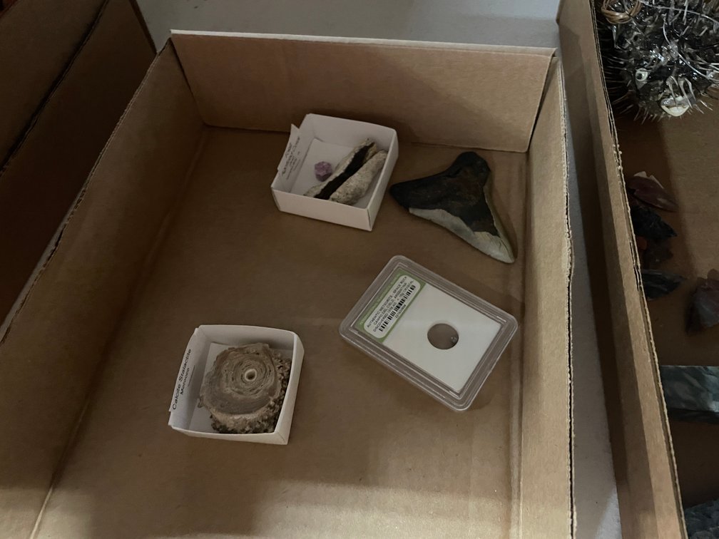 Megalodon Shark Tooth with Meteorite and Mineral Specimens (T5)