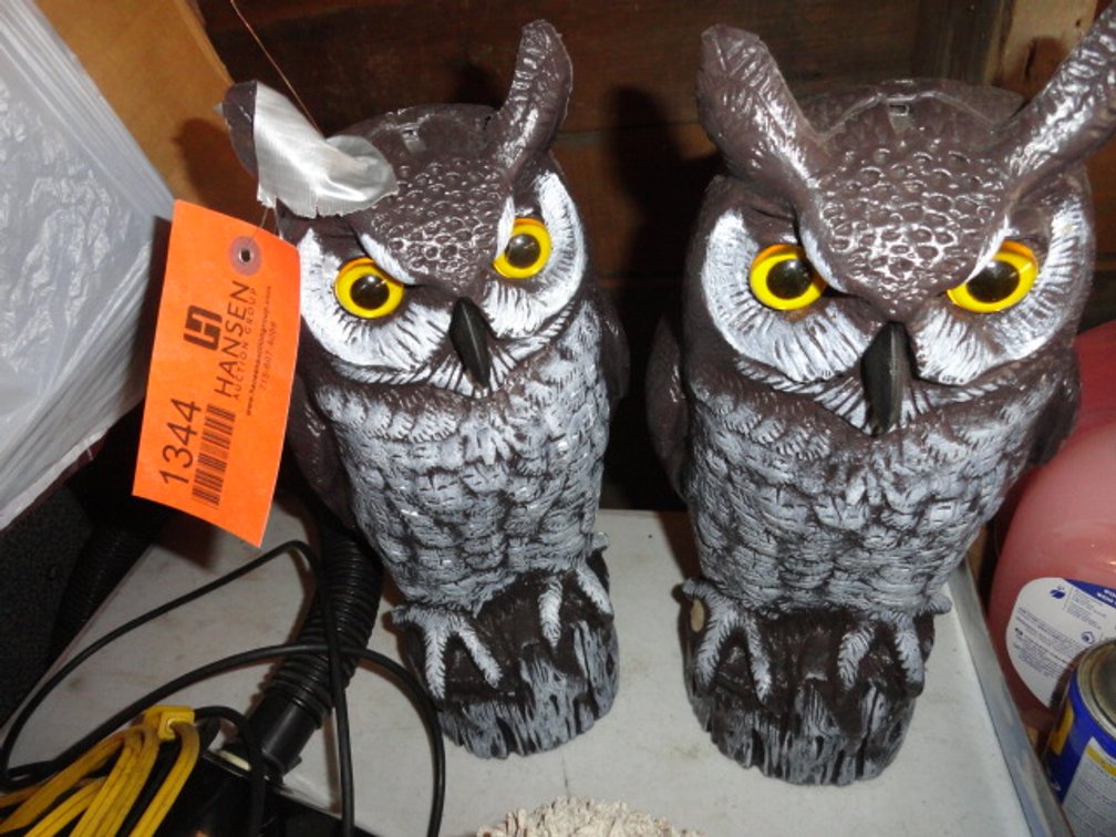(2) Owls and Bear
