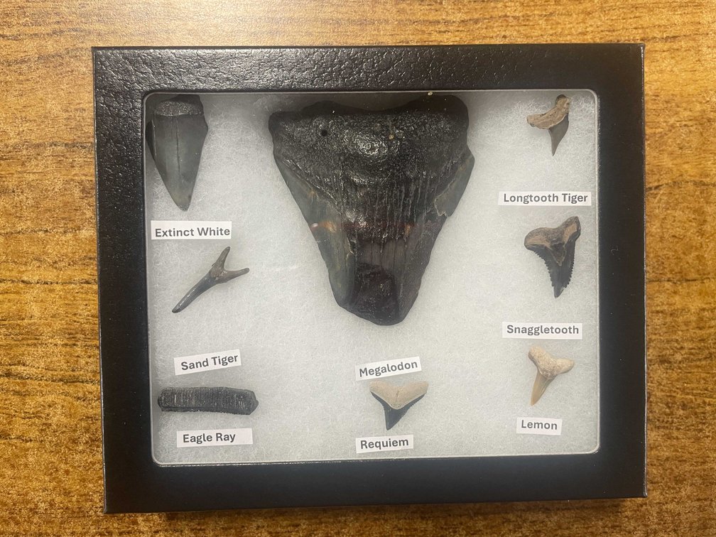 Shark Teeth In Display (T6)