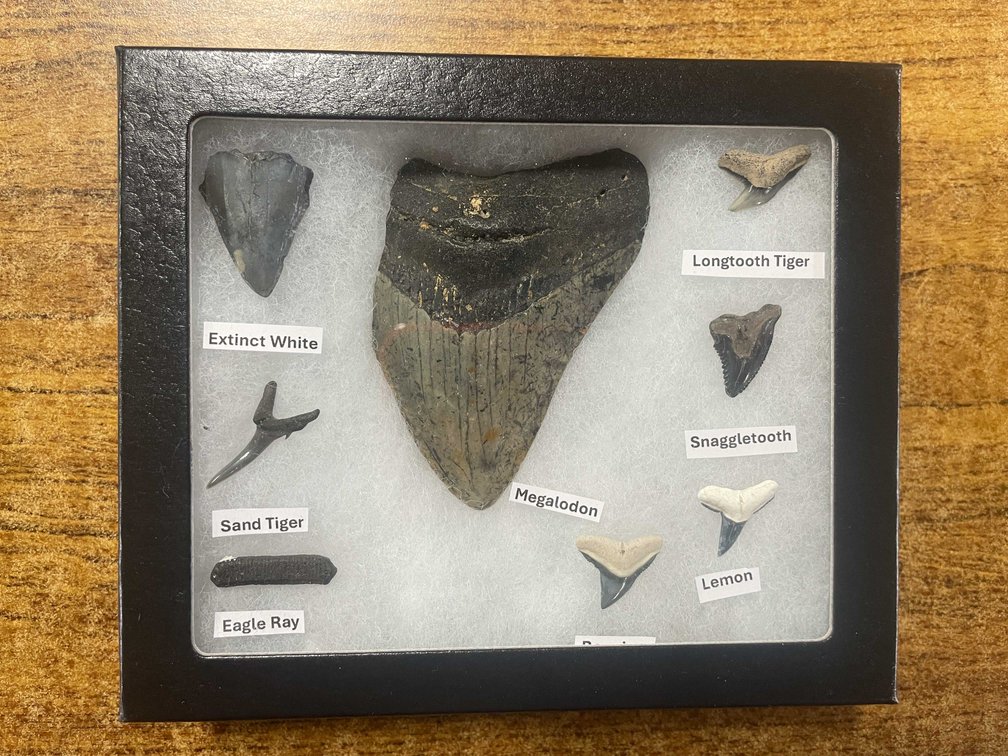 Shark Teeth In Display (T6)