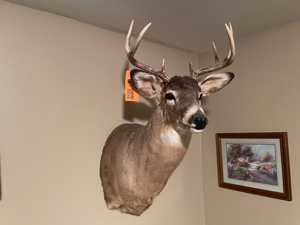 (8) Point White Tail Deer Mount