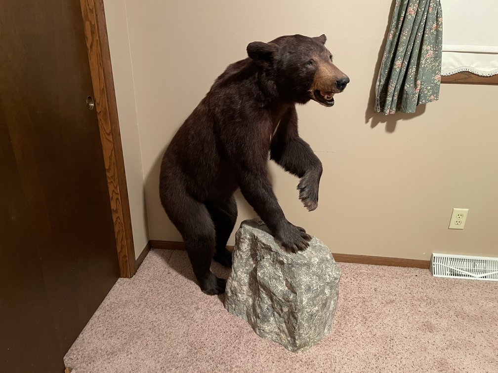 Full Sized Bear Mount