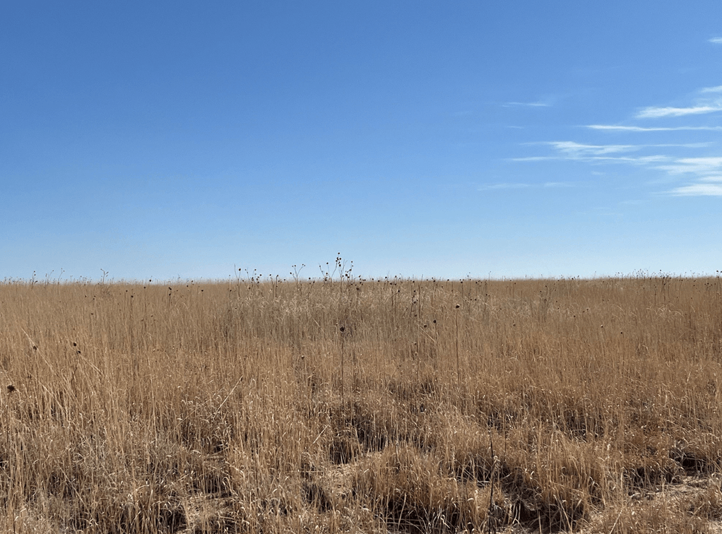 Image for KIOWA COUNTY, COLORADO - CRP (C4077)