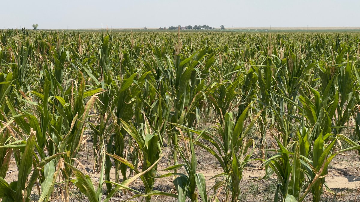 Image for PROWERS COUNTY, CO - DRYLAND + GRASS
