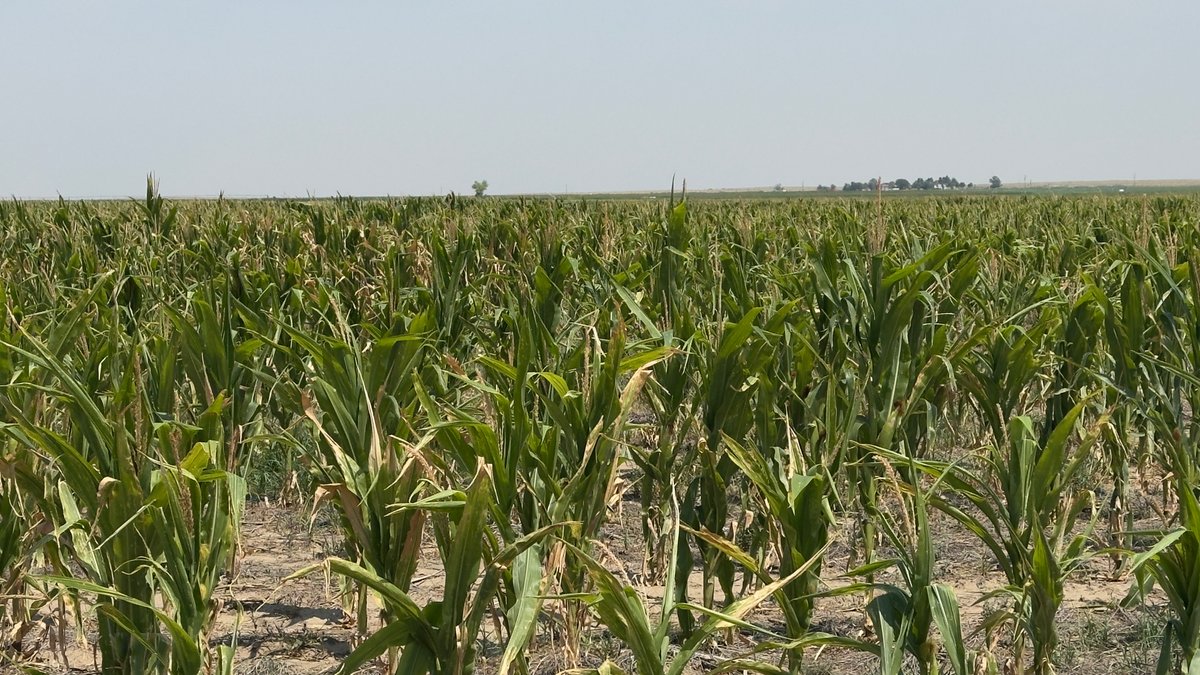Image for PROWERS COUNTY, CO - DRYLAND + GRASS