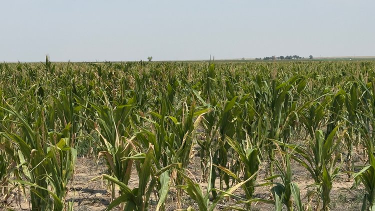 Image for PROWERS COUNTY, CO - DRYLAND + GRASS