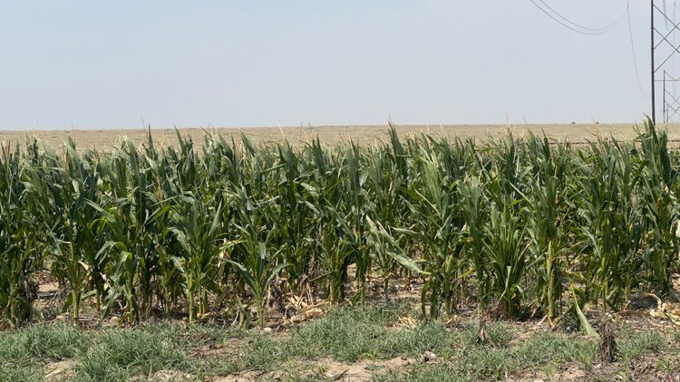 Image for PROWERS COUNTY, CO - DRYLAND + GRASS