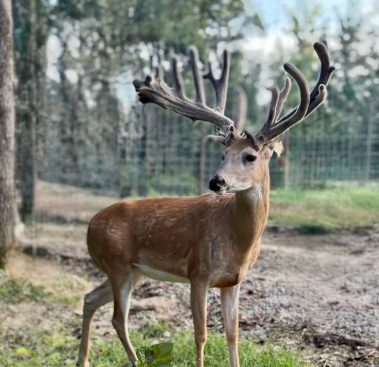 Image for Turnkey Luxury Game Preserve Auction