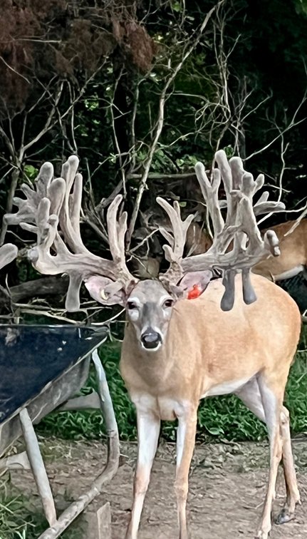 Image for Turnkey Luxury Game Preserve Auction