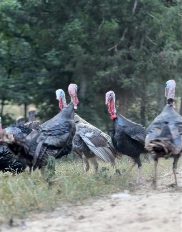 Image for Turnkey Luxury Game Preserve Auction