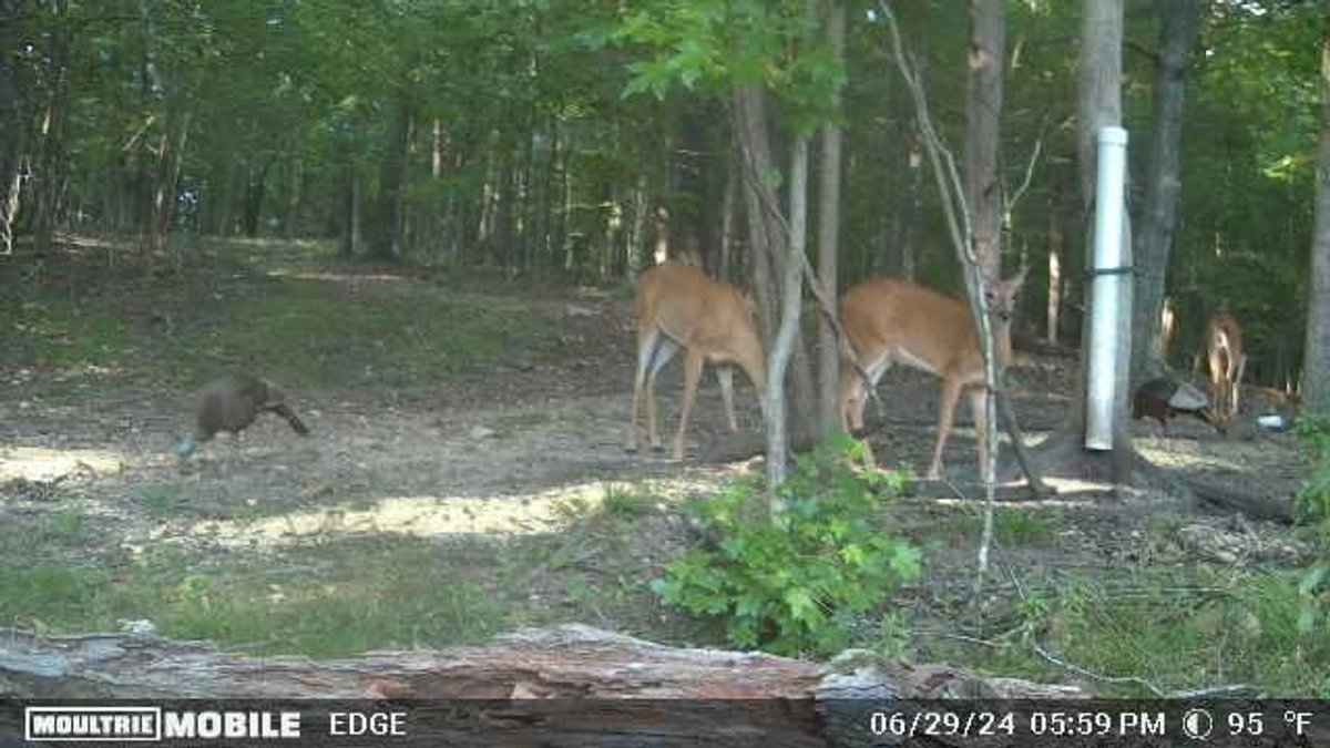 Image for Private Escape Near Lake Barkley Auction