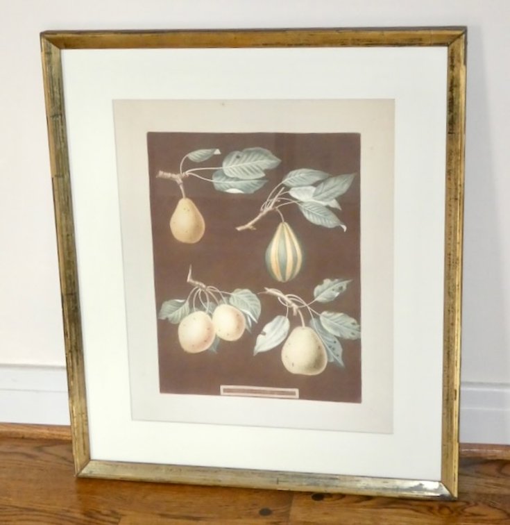Framed Artwork Reproduction Print of George Brookshaw's "Pears"