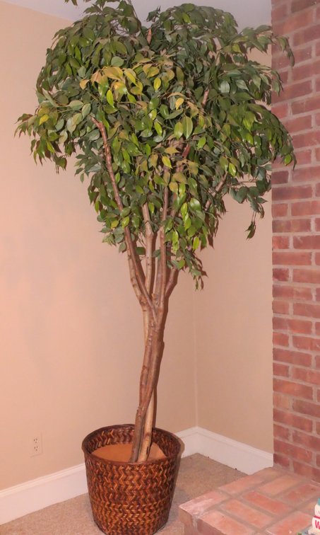 Faux Ficus Tree in Basket