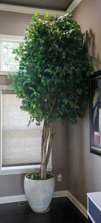 Artificial Ficus Tree in Ceramic Pot