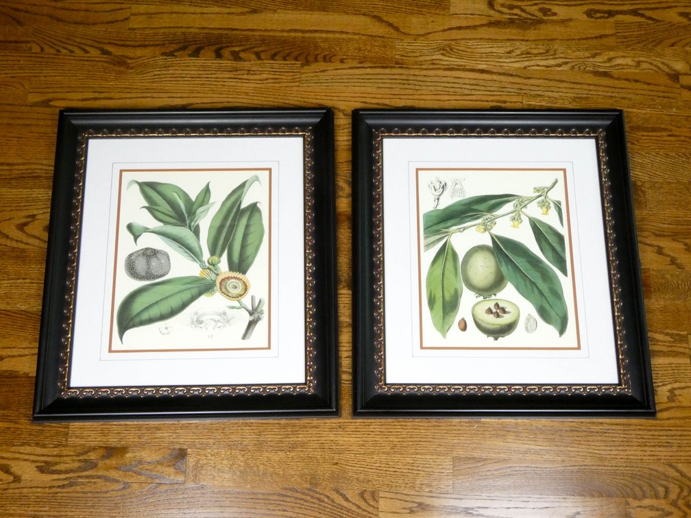 Botanical Engraving Pair