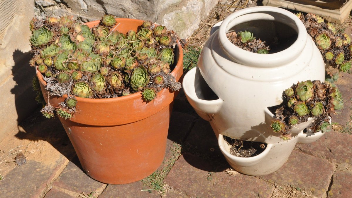 Two Planters Containing Hens and Chicks Succulents