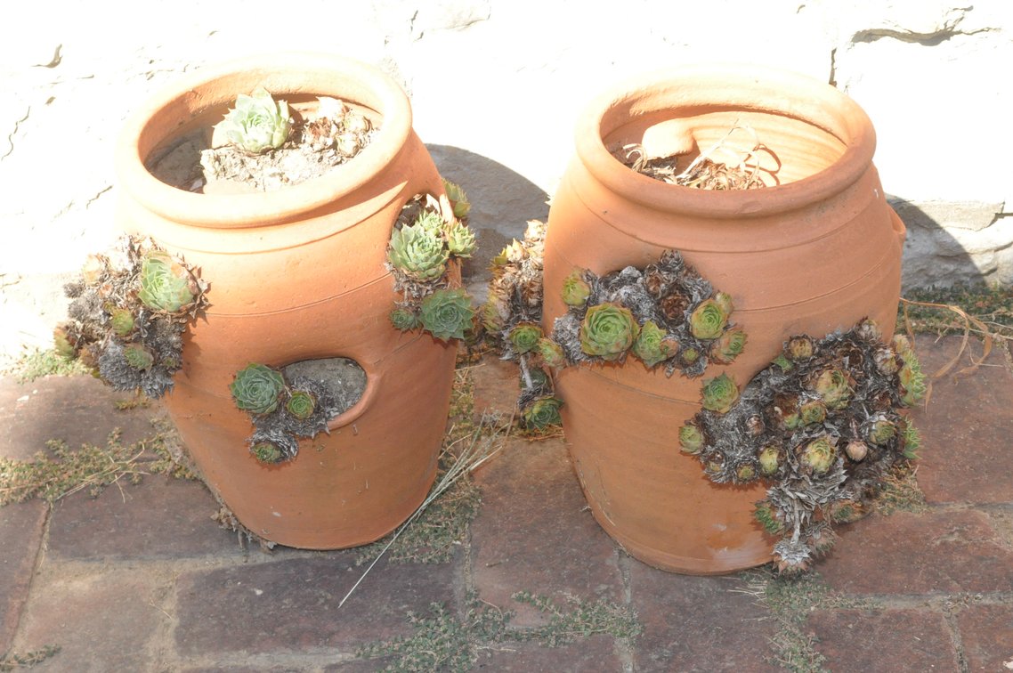Two Terracotta planters containing Hens and Chicks succulents