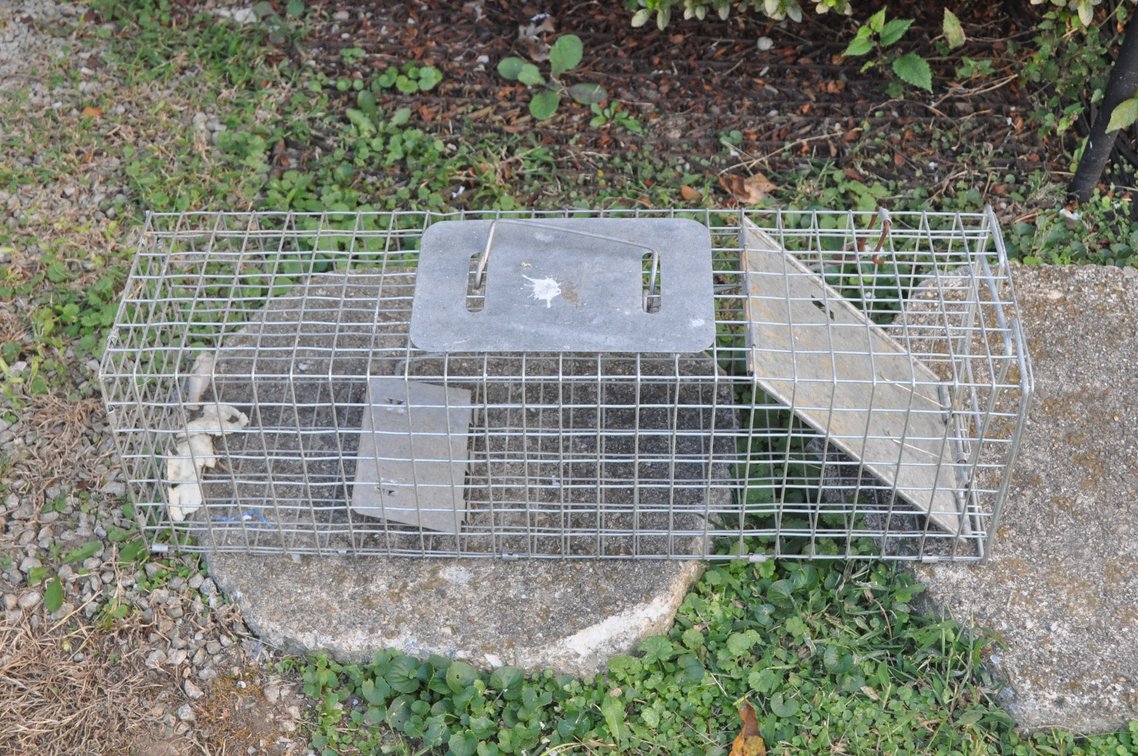Small Metal Animal Trap