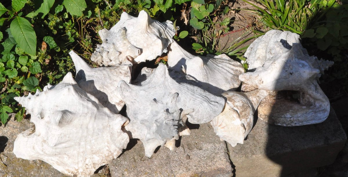 Assortment of Eight Seashells