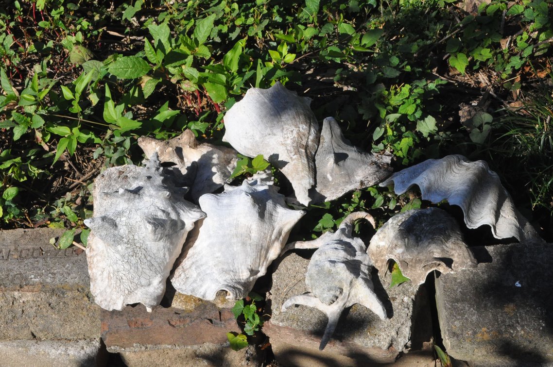 Assortment of Eight Seashells