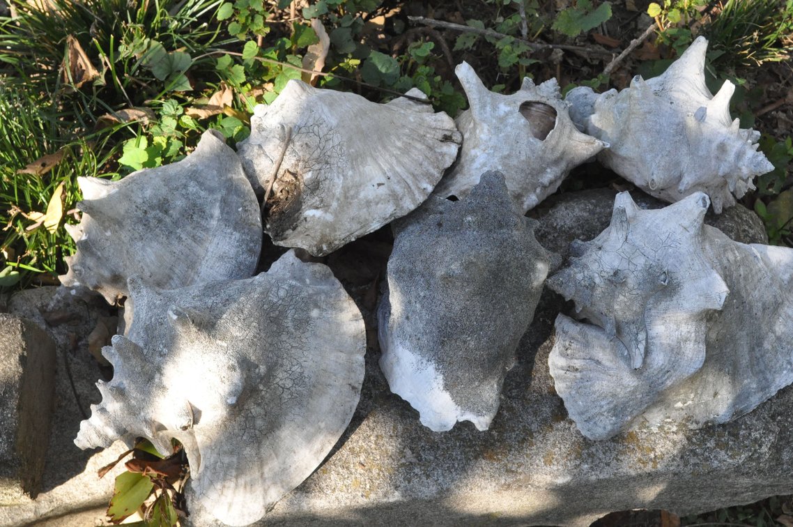 Assortment of Seven Seashells