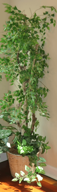 Faux Fig Tree